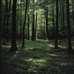 Obraz premium the outdoor picture for dark mood