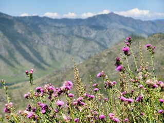 Fototapeta premium View on Altai valley from mountain pass Chike-Taman. Cirsium bushes are on foreground.