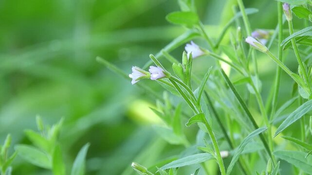 [4K] Willowherb (Epilobium pyrricholophum) Blooming in Early Autumn: Small Pink Flowers in Japan 【4K】草地に咲くアカバナ：初秋の野山を彩る桃色の小花と、風に揺れる繊細な自然風景素材 撮影日：20240905-1