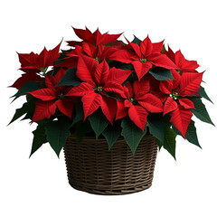 A vibrant poinsettia bouquet with red flowers and green leaves, isolated on transparent. Great for Christmas and winter designs