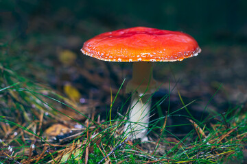 Mature Amanita Muscaria, Known as the Fly Agaric or Fly Amanita: Healing and Medicinal Mushroom with Red Cap Growing in Forest. Can Be Used for Micro Dosing, Spiritual Practices and Shaman Rituals