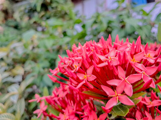 Red and orange Ashoka flowers