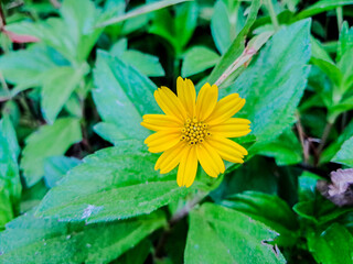 Flower Melampodium Paludosum Flower Yellow Color or mini sunflower 