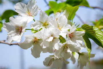 純白のオオシマザクラ
