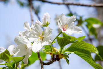 純白のオオシマザクラ
