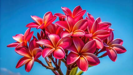 Bouquet of red plumeria flowers against a clear blue sky , Plumeria, red, flowers, bouquet, sky, nature, tropical, exotic