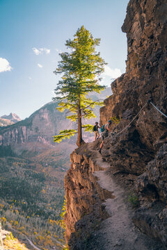 Two crossing Via Ferrata next to glowing tree