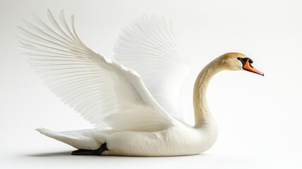 Obraz premium Elegant Swan with Spread Wings