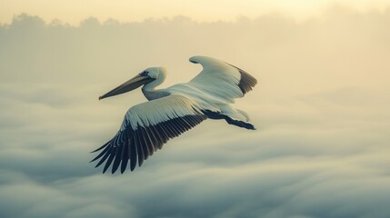 Fototapeta premium Pelican in Flight Over Misty Landscape