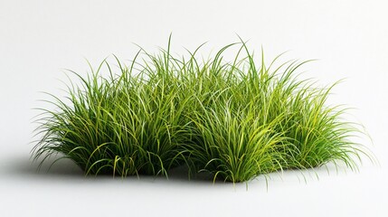 Lush green grass blades with a slight yellow hue are clustered together and isolated on a white background.