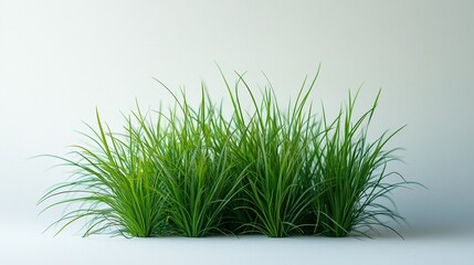 Lush green grass isolated on a white background.