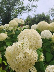 White Hydrangea 