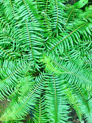 Ferns