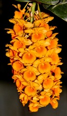 A photo of a stunning orange orchid species, known as Dendrobium densiflorum (Latin name).