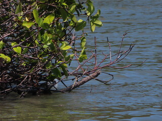 mangrove plants in coastal habitat