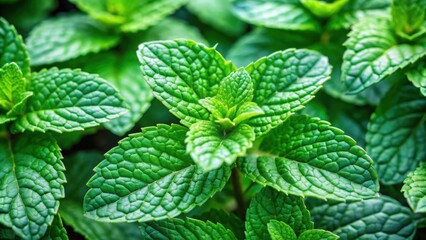 Close-up of vibrant peppermint plant, showcasing fragrant leaves used in food and cosmetics industries, peppermint, herbs
