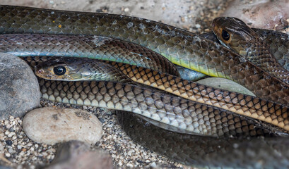 The Indo-Chinese rat snake (Ptyas korros) is a non-venomous, fast-moving snake found in South and Southeast Asia. It thrives in diverse habitats like forests, grasslands, and agricultural areas.