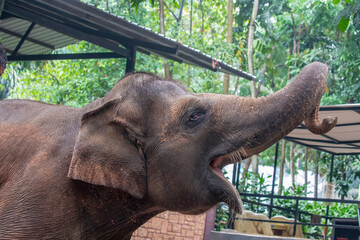 The Sumatran elephant (Elephas maximus sumatranus) is one of four recognized subspecies of the Asian elephant, and native to the Indonesian island of Sumatra.