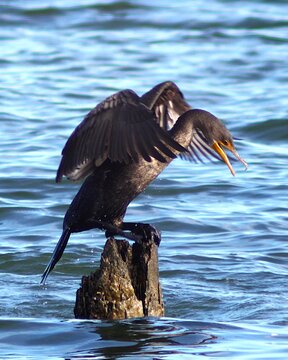 cormorant making noise at the beach