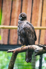 The changeable hawk-eagle (Nisaetus cirrhatus)  is a large bird of prey species of the family Accipitridae.
it is an agile forest-dwelling predator and like many such eagles.
