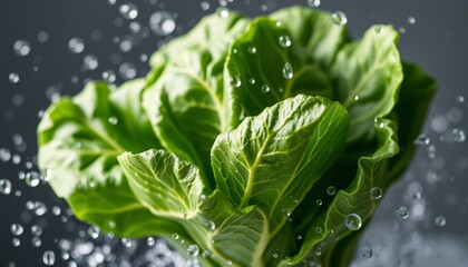 Fresh Green Lettuce Leaves Sprinkled with Water Droplets