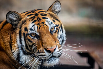 Obraz premium The Bengal tiger (Panthera tigris tigris) was estimated at comprising fewer than 2,500 wild individuals by 2011. The coat is yellow to light orange, with stripes ranging from dark brown to black.