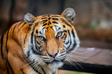 The Bengal tiger (Panthera tigris tigris) was estimated at comprising fewer than 2,500 wild individuals by 2011. 
The coat is yellow to light orange, with stripes ranging from dark brown to black.