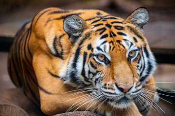 The Bengal tiger (Panthera tigris tigris) was estimated at comprising fewer than 2,500 wild individuals by 2011. 
The coat is yellow to light orange, with stripes ranging from dark brown to black.