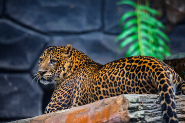 the closeup image of a  Javan leopard (Panthera pardus melas).
It is a leopard subspecies confined to the Indonesian island of Java. It has been listed as Endangered. 