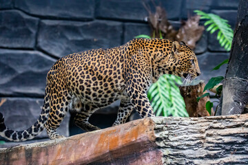 the closeup image of a  Javan leopard (Panthera pardus melas). It is a leopard subspecies confined to the Indonesian island of Java. It has been listed as Endangered.  © Danny Ye