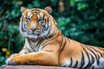 the closeup image of Siberian tiger (Panthera tigris altaica), native to the Russian Far East, Northeast China. 
It is reddish-rusty, or rusty-yellow in colour, with narrow black transverse stripes. 