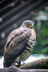 The crested serpent eagle (Spilornis cheela) is a medium-sized bird of prey that is found in forested habitats across tropical Asia. 