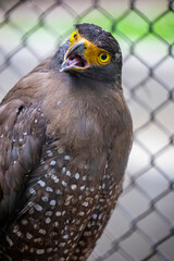 The crested serpent eagle (Spilornis cheela) is a medium-sized bird of prey that is found in forested habitats across tropical Asia. 