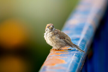 柵にとまるスズメ