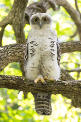 Powerful Owl Chick