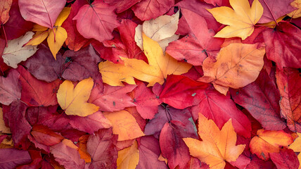 Vibrant autumn leaves blanket the ground in a colorful tapestry at a local park during fall