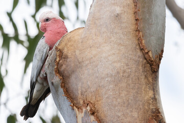 Galah at nest