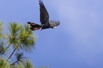 Red-tailed Black Cockatoo in flight