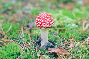 Young Amanita Muscaria, Known as the Fly Agaric or Fly Amanita: Healing and Medicinal Mushroom with Red Cap Growing in Forest. Can Be Used for Micro Dosing, Spiritual Practices and Shaman Rituals