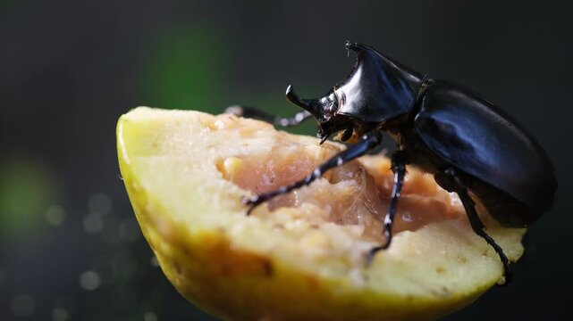 A great tropical rhinoceros beetle with eating. view of hole beetle and head. Beetle in nature. Xylotrupes gideon.