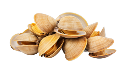 Fresh Raw Opened Hard Clams Isolated on White Background