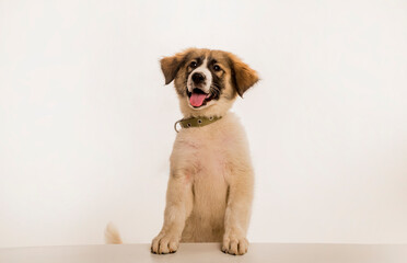 Happy puppy dog with tongue out. Funny dog. Puppy dog with tongue out. Happy puppy dog. Puppy...