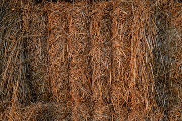 Hay texture. Pile of golden yellow hay. Hay straw for background. Farm. Stack of hay. Autumn background.