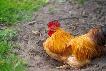 Livestock countryside animals. Rooster. Cock rooster. Poultry dairy farm. Rooster cock at farm. Farming. Farmland. Rooster at farm.