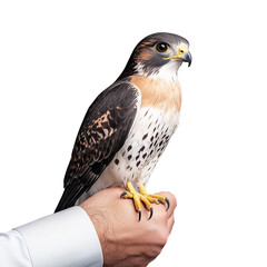 Close-up of a majestic falcon perched on a person's hand against a transparent background showcasing its sharp eyes and intricate feather detail