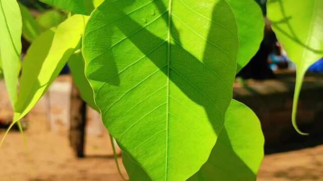 Close up of green bo tree leaves