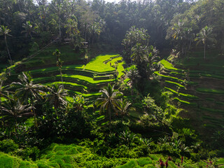 Rice fields in South east Asia. Aerial view of the rice fields towards the beginning of the...