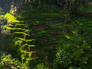 Rice fields in South east Asia. Aerial view of the rice fields towards the beginning of the...