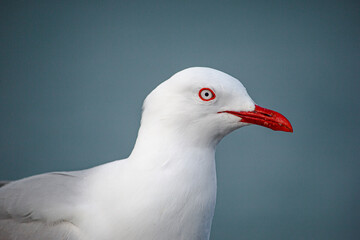 A high-resolution close-up photograph of a red-billed gull (Chroicocephalus scopulinus), showcasing its vivid red beak and piercing red eye against a dark, contrasting background. 