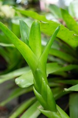 Obraz premium close up of leaves with drops